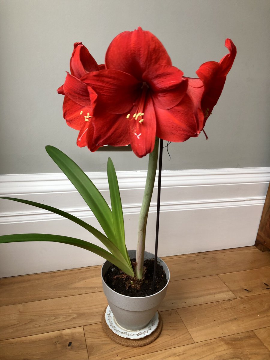 My #Amaryllis is looking good this year