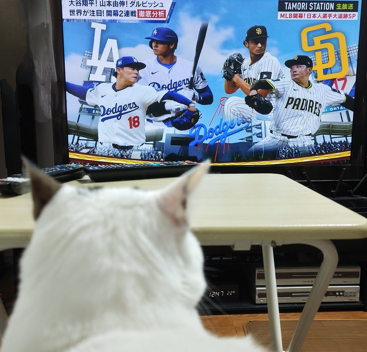 昨夜放送のタモリステーションを観ようとしたら一緒に観るにゃ…と膝に乗ってきた😸

#猫
#タモリステーション 
#日本人選手大追跡SP