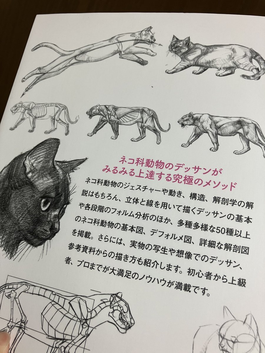 本屋寄ったら妥協無しのネコ科の描き方本があったので思わず買ってしまった。
いろんな種類の大型ネコとイエネコの描き分けから骨格、筋肉まで解説してある上に本当に最初から最後まで175ページネコ科なので、猫描きは買って損はないです。これはすごい… 