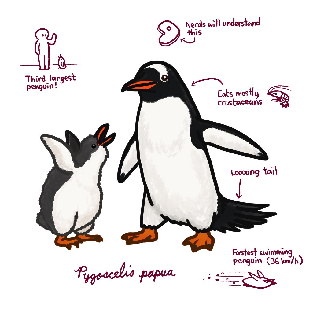 The gentoo penguin is monogamous, and unfaithful penguins are often kicked out of the colony. Their species name comes from the naturalist who discovered them mistakenly believing that they lived in Papua.
#marchofthepenguins #penguin #bird #gentoopenguin #gentoo #education #art