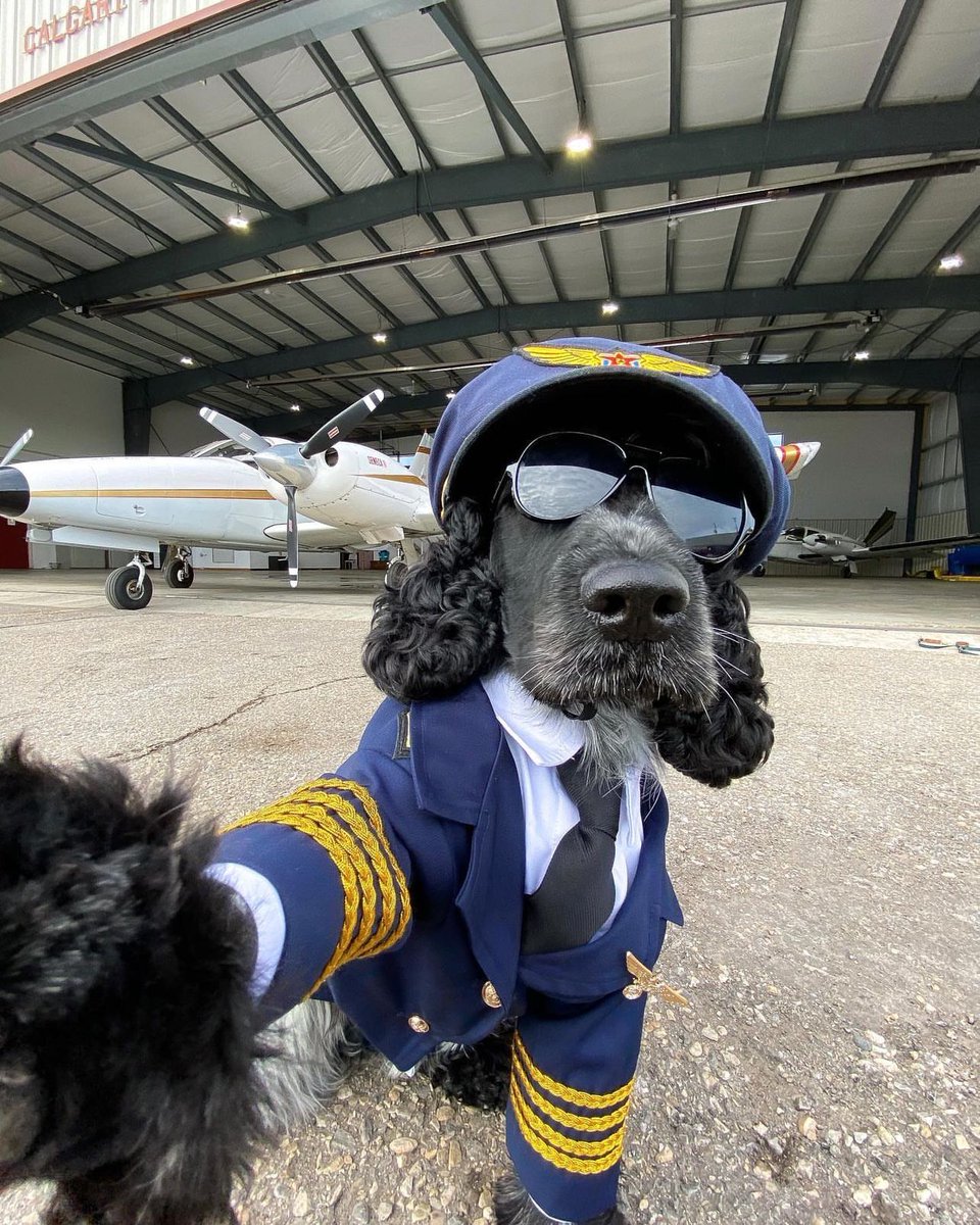 out of context dogs (@contextdogs) on Twitter photo  out of context dogs (@contextdogs) on Twitter photo
