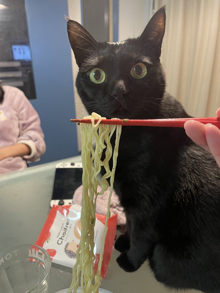 真夜中にラーメン食うデブを信じられない目で見る猫