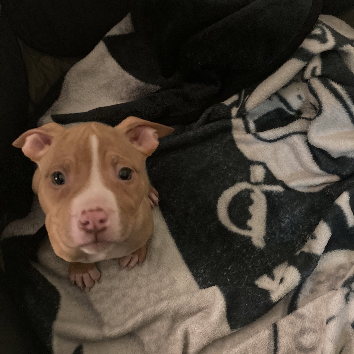 valeriejane27's tweet photo. Hi … I’m officially a fur mama 💕 #drakeotheruler #engaged #shitmachine https://t.co/7CzRMphCAZ
