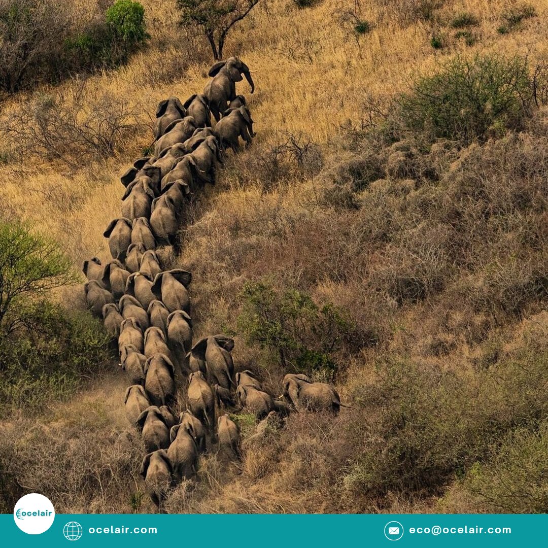 ocelair's tweet photo. There are disturbing evidences of wildlife migration globally as human beings keep on encroaching their natural habitat. This has caused an increase in interspecie conflict and extinction. We need to develop these habitats as national parks for conservation.

#ocelair https://t.co/oHdefja8MJ