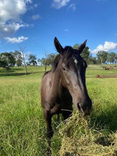 Tom Sheahan (@tomsheahan01) on Twitter photo Great to have Denied back in the winners stall for a great group of patient owners 🥇🐎 <a href="/Importracingaus/">Import Racing</a> Great to have Denied back in the winners stall for a great group of patient owners 🥇🐎 <a href="/Importracingaus/">Import Racing</a>