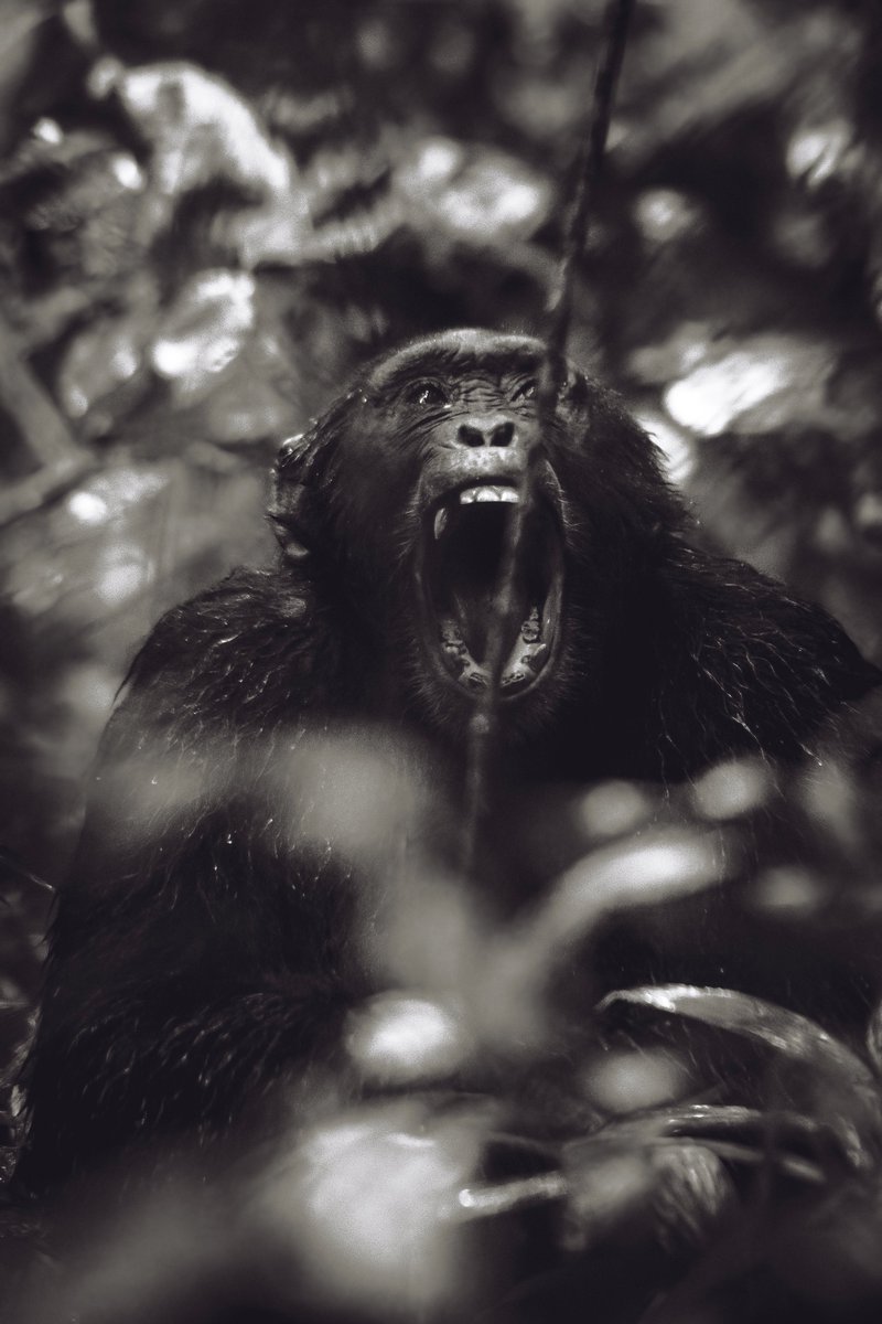 The world do you listen ?..Stop killing animals for your own greed | Kibale | Uganda
#earthcapture #bbcearthmagazine #kibalenationalpark #africasafari #chimp #chimps #capturedinafrica #discoverafricawildlife #natgeo #chimpanzee #discoveringuganda