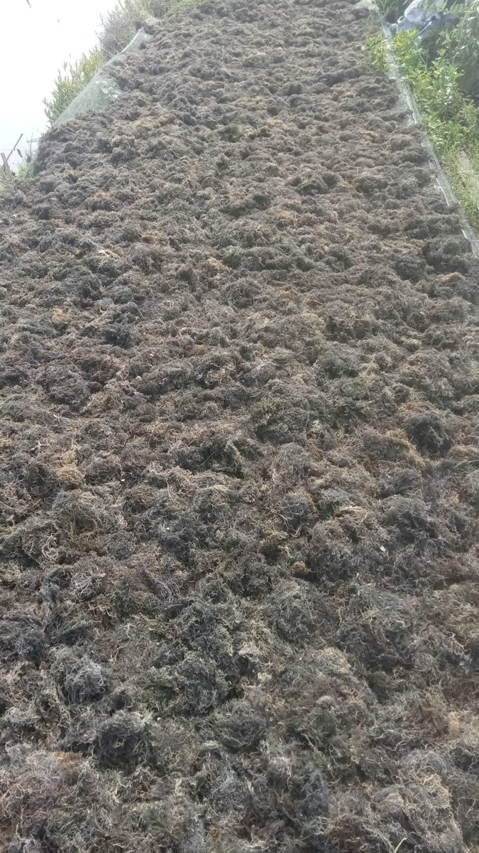 JhusmiatiSaad's tweet image. Jumat (08-03/24), Jusmiati, Luhkan Kab. Pangkep, di Pokdakan Taruna Abadi Kel. Bonto Langkasa, Kec. Minasatene melaporkan hasil panen rumput laut sebanyak 100 kg harga  4000-4200/kg, bulan maret 2024, #giatLuhkanSatminkalMaros 
#luhlapor
#bppsdm_kp