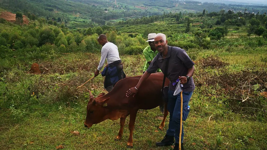 Nuko, Mutijima wa <a href="/albcontact/">Albert Rudatsimburwa 🇷🇼</a> ashima uko niyeguriye amateka y'u Rwanda angabira ishashi y'isine, nanjye nkura ubwatsi !
Gwiza amagana Mutijima wampaye inka !
Haragahoraho umuco wo kugabirana !