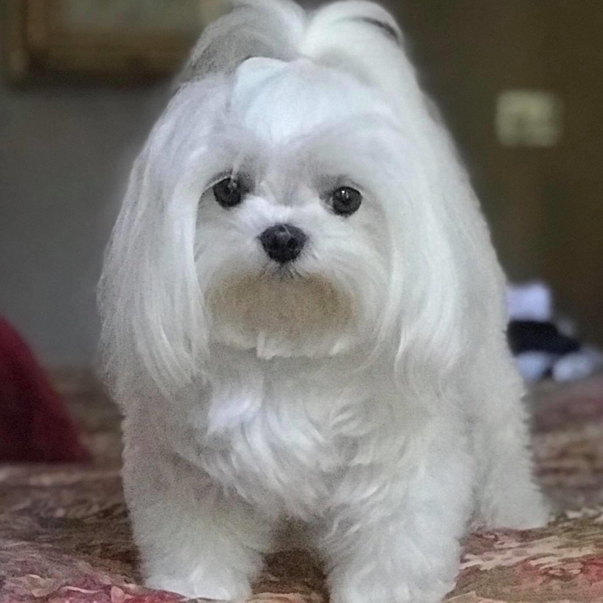 SallyRay1961's tweet photo. @greta Ruby Jane, 7 years old, Kentucky https://t.co/KGdVfI7MTP