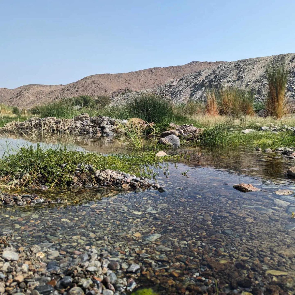 explorer_mel's tweet photo. ***Job alert for #PhD graduates***
Assistant Professor: Two positions: #EnvironmentalScience &amp; Molecular Population #Ecology
Sultan Qaboos University #Oman
Excellent pay and awesome place to work! #phdjob #Sciencejobs #conservationjobs Please RT!
https://t.co/TGoOnwAYnY https://t.co/CARgDUh8rm