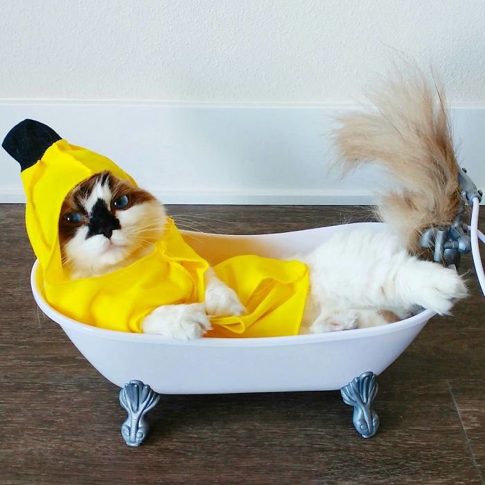 sycrypto_'s tweet photo. @mrpunkdoteth check $ALBERT this cat is so unique &amp; absolutely SENDINGGG 🐱 @AlbertSolCoin https://t.co/elNe1HVq9j