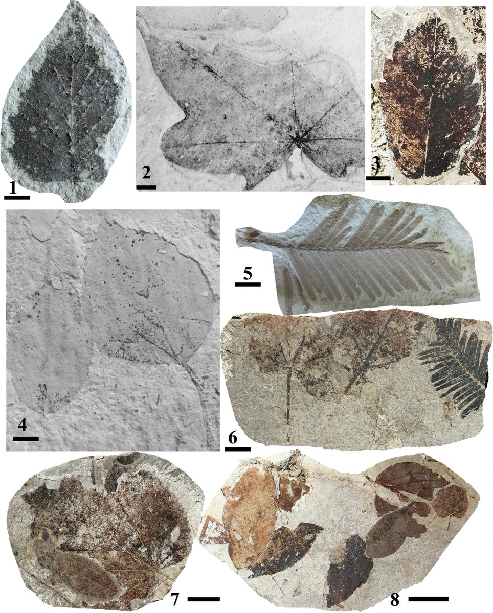 The upper #Miocene Namyang #flora of the Democratic People’s Republic of #Korea: preliminary implication for #palaeoclimatic interpretation doi.org/10.1007/s12517…