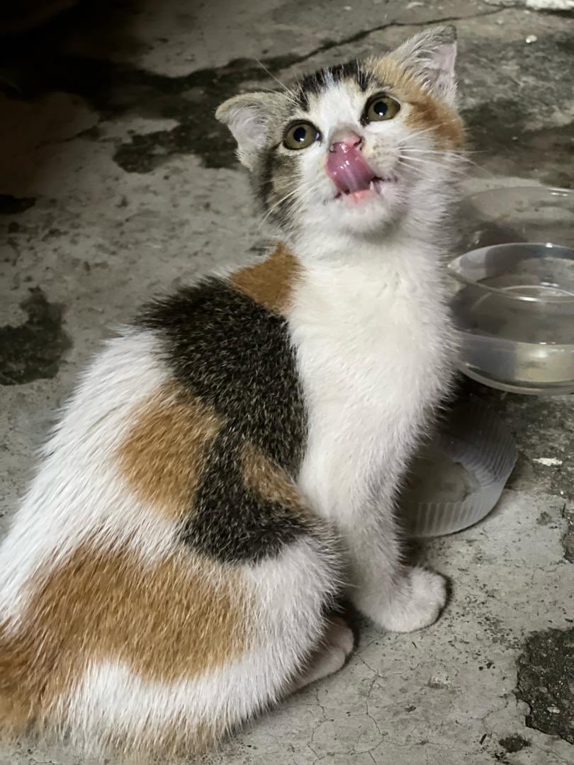FazlynneM's tweet photo. @pelisahh Ada saty je mlem. Kelly Mei Rain Town ( kucing official filem Rain Town 😆) https://t.co/vW4aEWGnTA