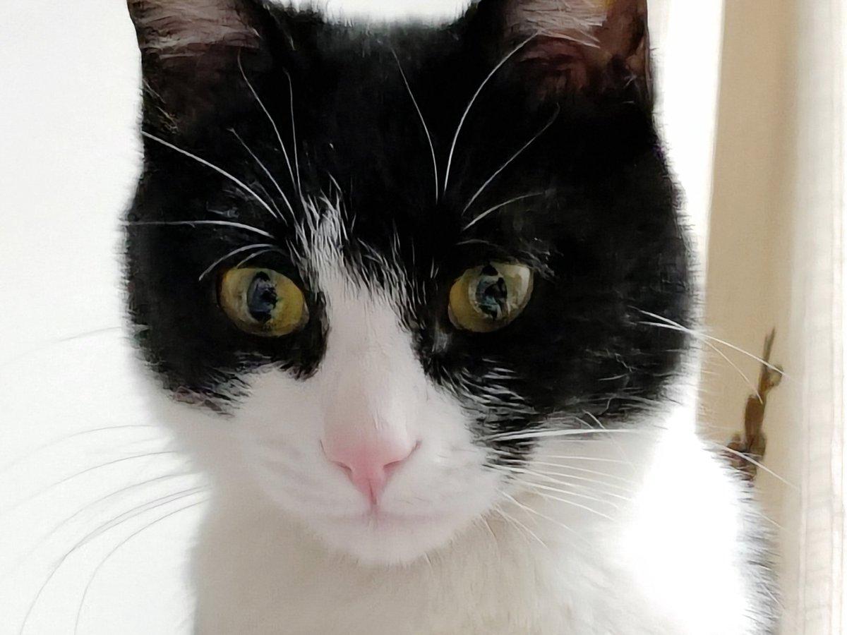 linyishui_cat's tweet photo. @Vox35112635 https://t.co/moDflOxXh8