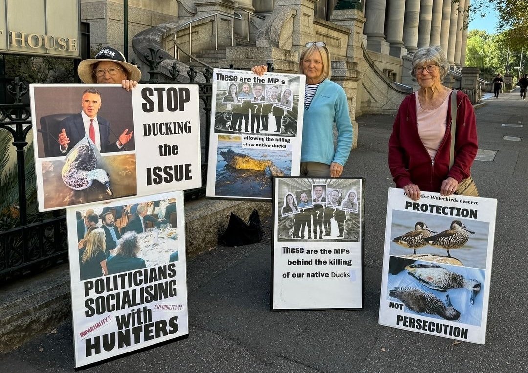 'Last weekend, footage emerged of children 'windmilling' injured ducks, & @rspcasa reported witnessing hunters carrying alcohol while handling firearms.
Duck hunting is an archaic blood sport that @PMalinauskasMP @alpsa has the power to end it.'
- @TammyMLC 
#BanDuckShooting