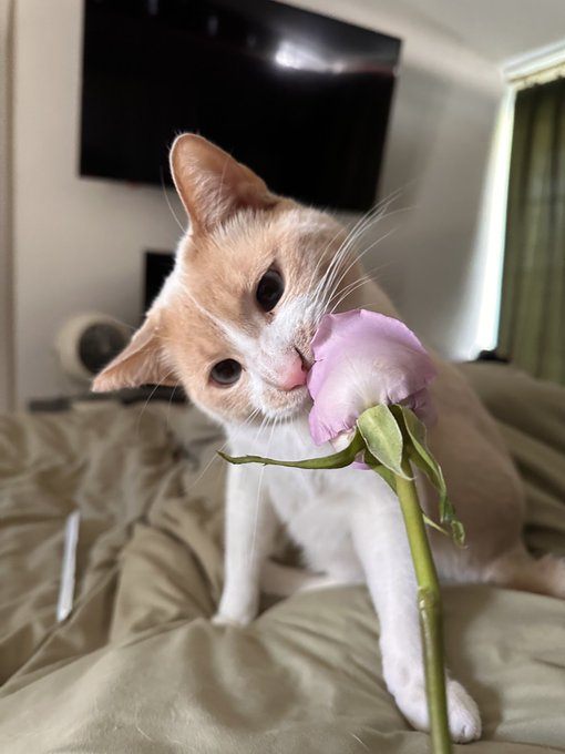 Happy Caturday 😇 Pics of your cats welcome in the comments ❤️ https://t.co/CczNvdBYUs