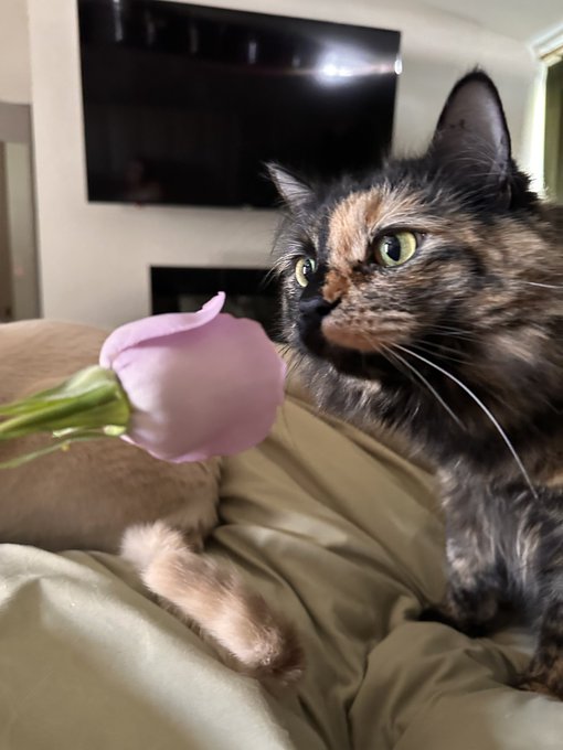 Happy Caturday 😇 Pics of your cats welcome in the comments ❤️ https://t.co/CczNvdBYUs