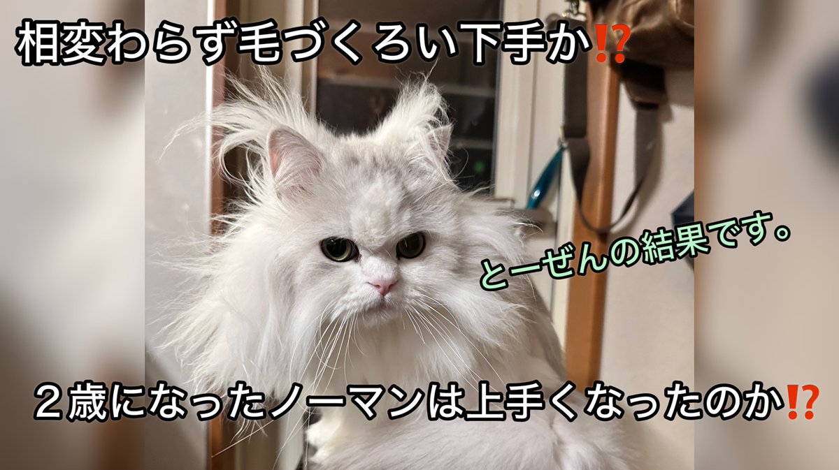 もちょっと画質の良いフルバージョンは下記リンクから観れます⤵️

最後にかけてアンゴラウサギみたいになっていく様子も含めてお楽しみ下さい💁‍♂️✨

youtu.be/ORfwEISgQ8w?si…