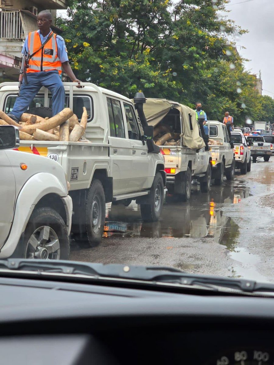 MOZAMBICAN AUTHORITIES  SEIZE 651 BAGS FILLED WITH IVORY TUSKS BOUND FOR DUBAI  

The Tax Authority of Mozambique  and the National Criminal Investigation Service seized a twenty-foot container at the Port of Maputo on Thursday that contained 651 bags filled with ivory tusks. ↘️
