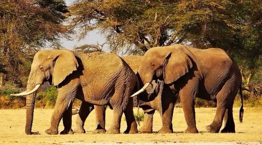 ♥️Every day is my 
🐘 #WorldElephantDay 
🐘 #2024YearOfTheElephant
🐘,#DesertElephants
🐘 #ElephantTwitter #ElephantX
🌍 #LetAfricaLive 🐘

📸 credit to the photographer