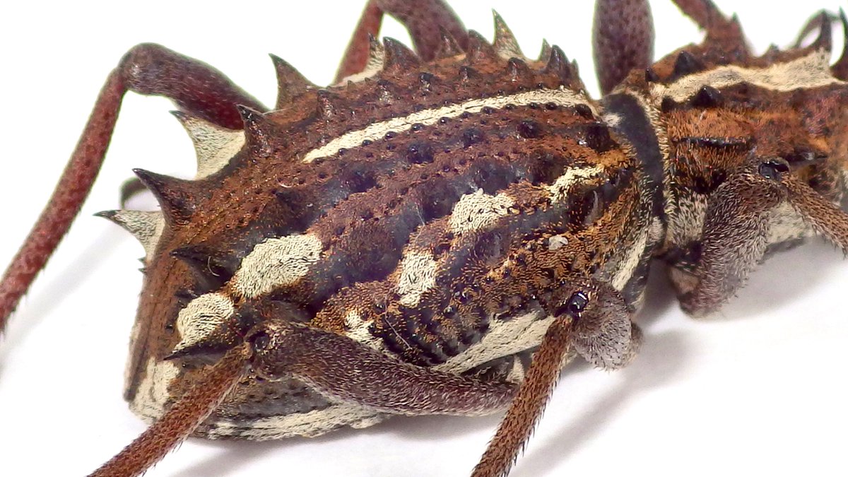 オープンしました。本日もよろしくお願いいたします❗️ トゲトゲが