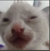 Pls, help me finding the real video from this kitty meme #meme #kitty #kittymeme #cat #withecat #whitekitty #video #official #memeofficial #videofficial