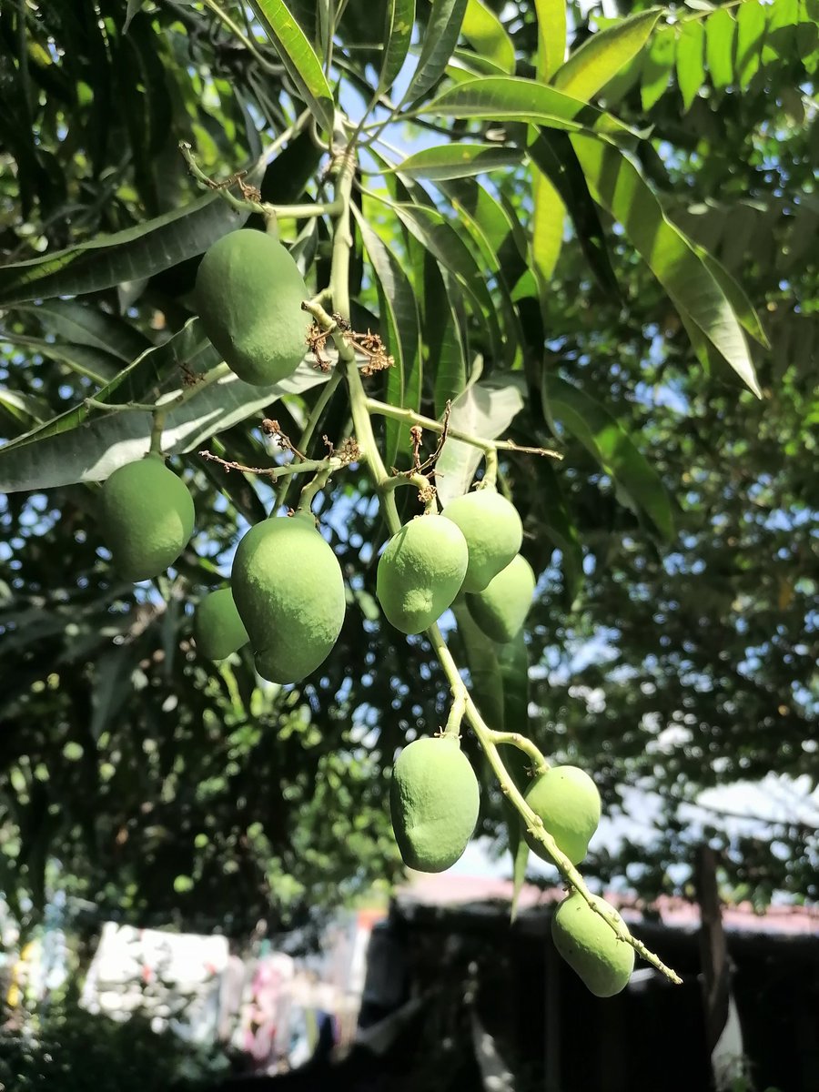 #indianmango
#green