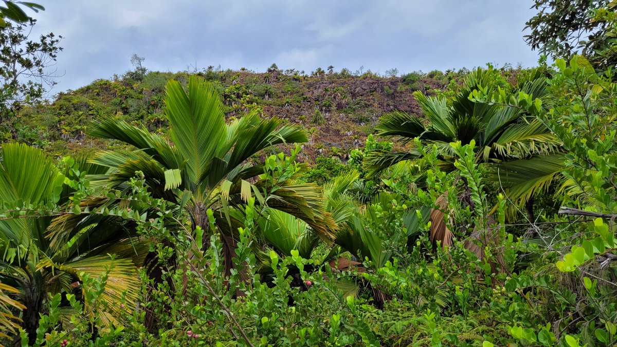 Palm pic of the week. Thief palm, Phoenicophorium borsigianum in habitat. Praslin island, Seychelles