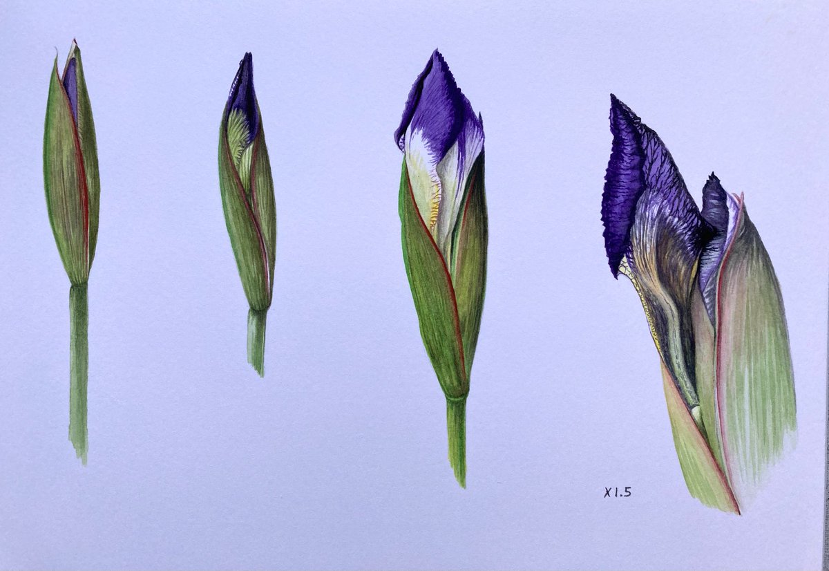 Iris opening Watercolour in sketchbook #flowers #plants #iris #artist #Sunday #artistonX #artistsoninstagram
