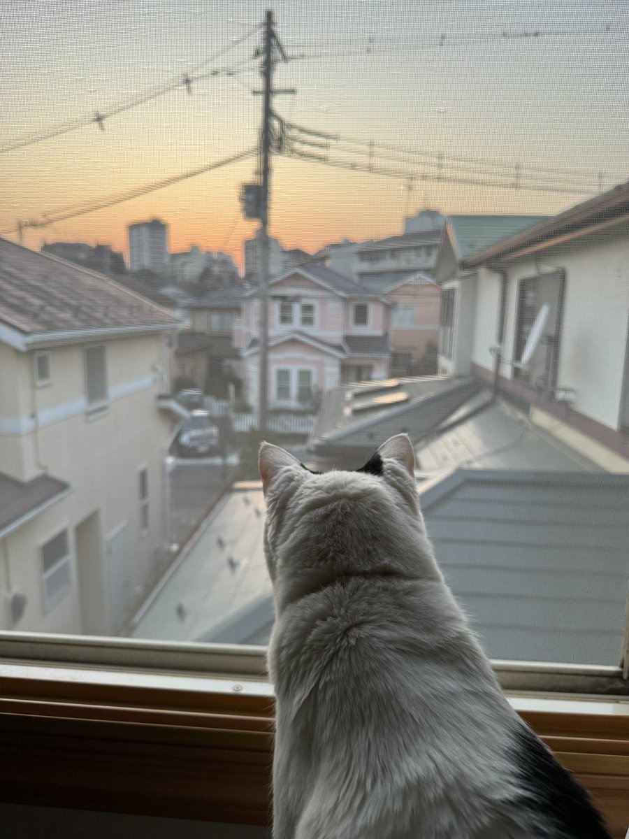 mani00541's tweet photo. 夕方の見張り🌆 https://t.co/JMKgycDwy4