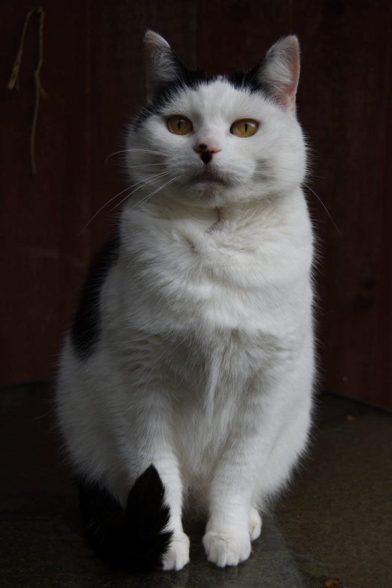 daisycat tweet media