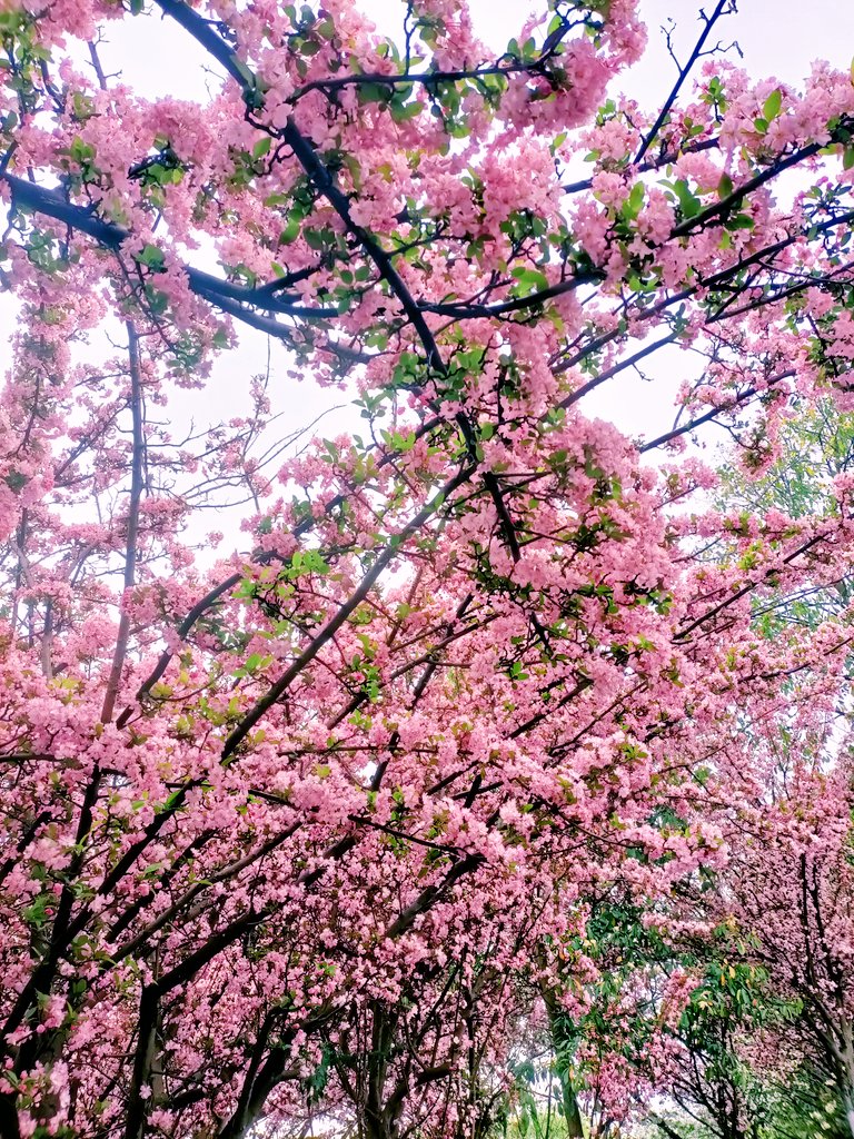 chheeerrrryyyyy's tweet photo. 花花🌸🌸🌸🌸 https://t.co/JmnRFcJbNV