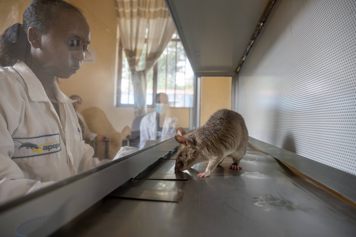 herorats tweet picture