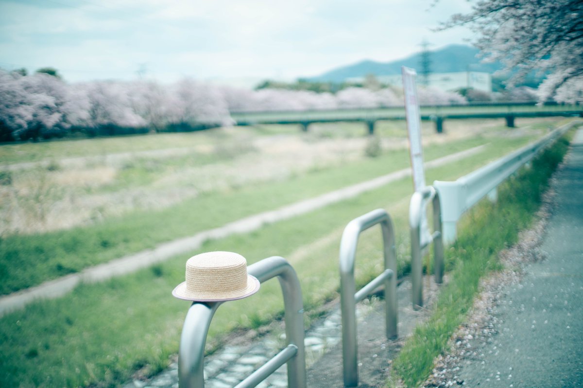 児玉千本桜。

#埼玉の桜おすすめ