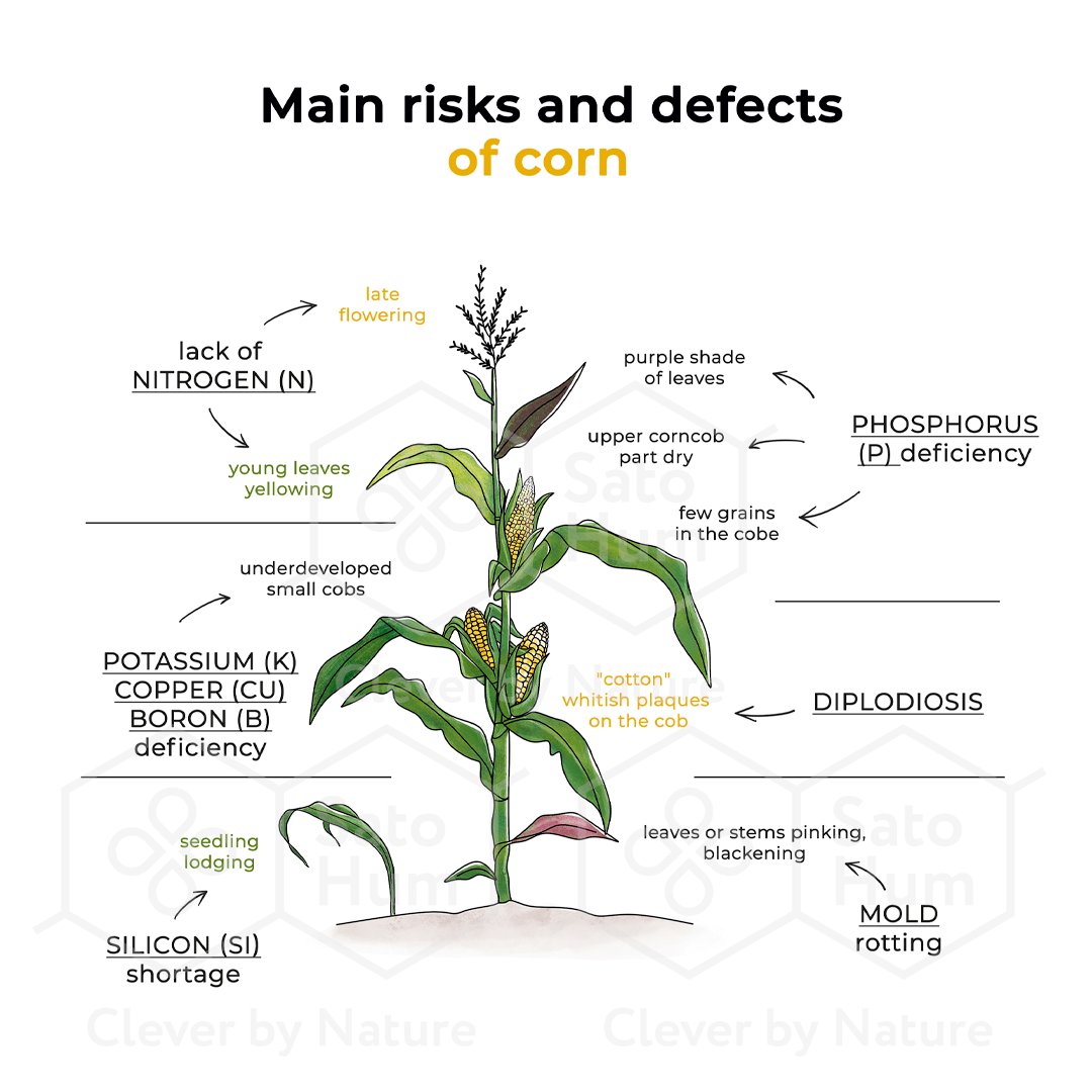 Kigwa Aveki tweet media