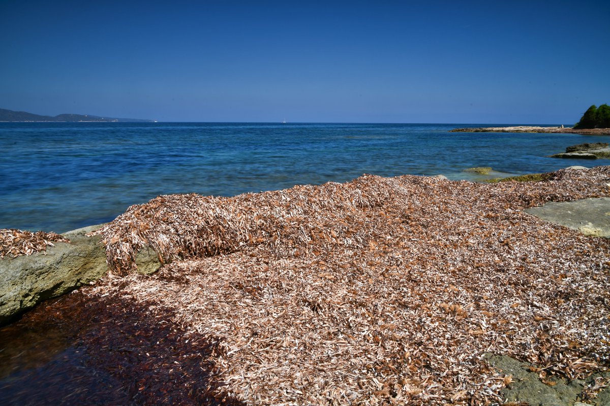 💙#Posidonia oceánica en diferentes formas. Las hojas secas también cumplen su función😉 🌱Esta planta marina es un indicador de la calidad de las aguas. 🫁🌊Si cuidamos este pulmón del Mediterráneo, protegemos a muchas otras especies.
