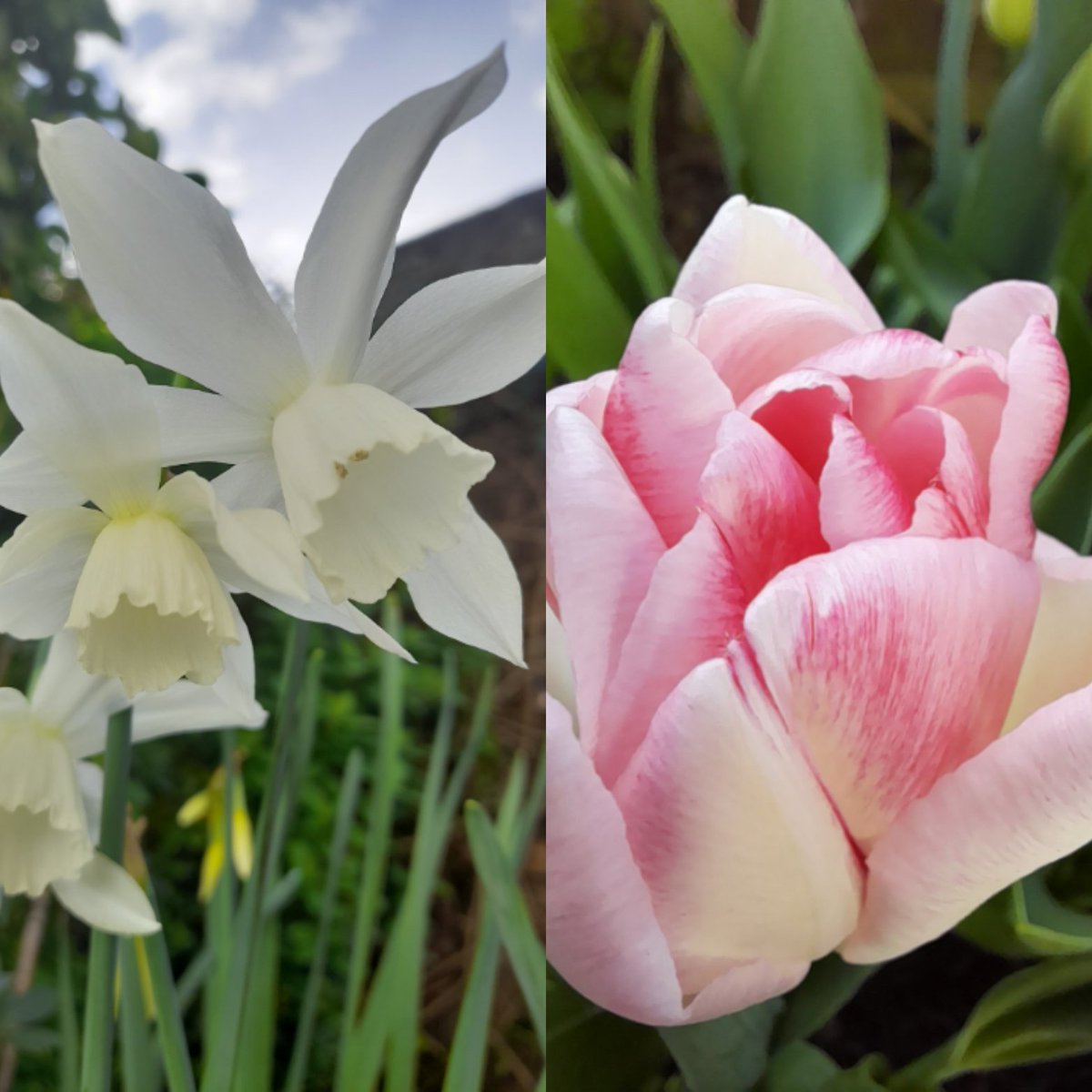 AnneInVino's tweet photo. And so the flowering year begins: Narcissus Thalia and tulip Angelique came out this week. #spring #blossom #atlonglast #gardening https://t.co/xLeouWJGS9