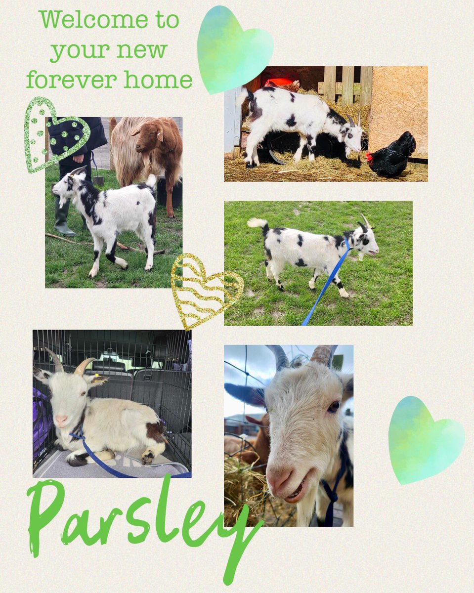 Welcome to Parsley 💚🐐 rescued and cared for by #wlpswestbury #volunteers  he’s our #goatonarope and now flourishing on our amazing school farm #thrivingtogether #wearewlpswestbury 
@PalladianTrust @whitehorsenews  @Bath_Wilt_P @CLOtC @molevalley