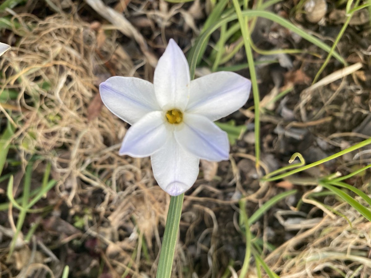 httpwildjupiter's tweet image. 色とりどりのニラ花