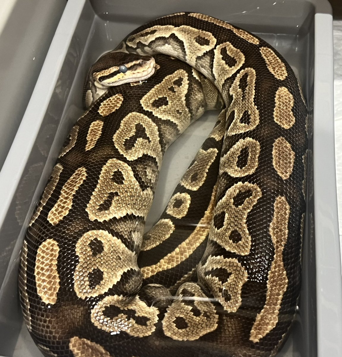 Maybe before ovulation 🙄
 I’m looking forward to seeing what kind of combo will come out 🔎 

#ballpython #ballpythons #clownballpython #ballpythonmorph #ballpythonmorphs #ballpythonbreeder #ballpythonbreeding #clownprpject