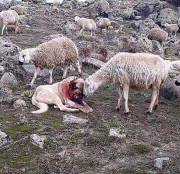 PetraDreves's tweet photo. Schaap troost schapenherdershond nadat hij met wolven vocht om zijn kudde te verdedigen.
Een beeld dat ons veel te leren heeft. ❤️ https://t.co/WD5YekSZKm