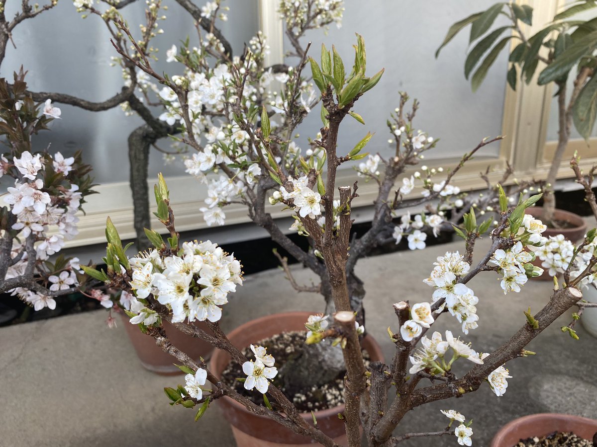 httpwildjupiter's tweet image. アンズとブラムも花盛り