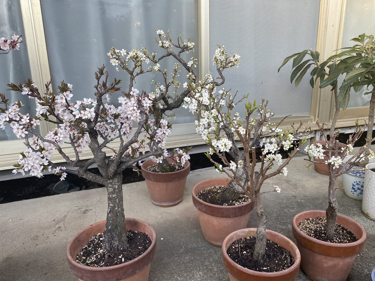 httpwildjupiter's tweet image. アンズとブラムも花盛り