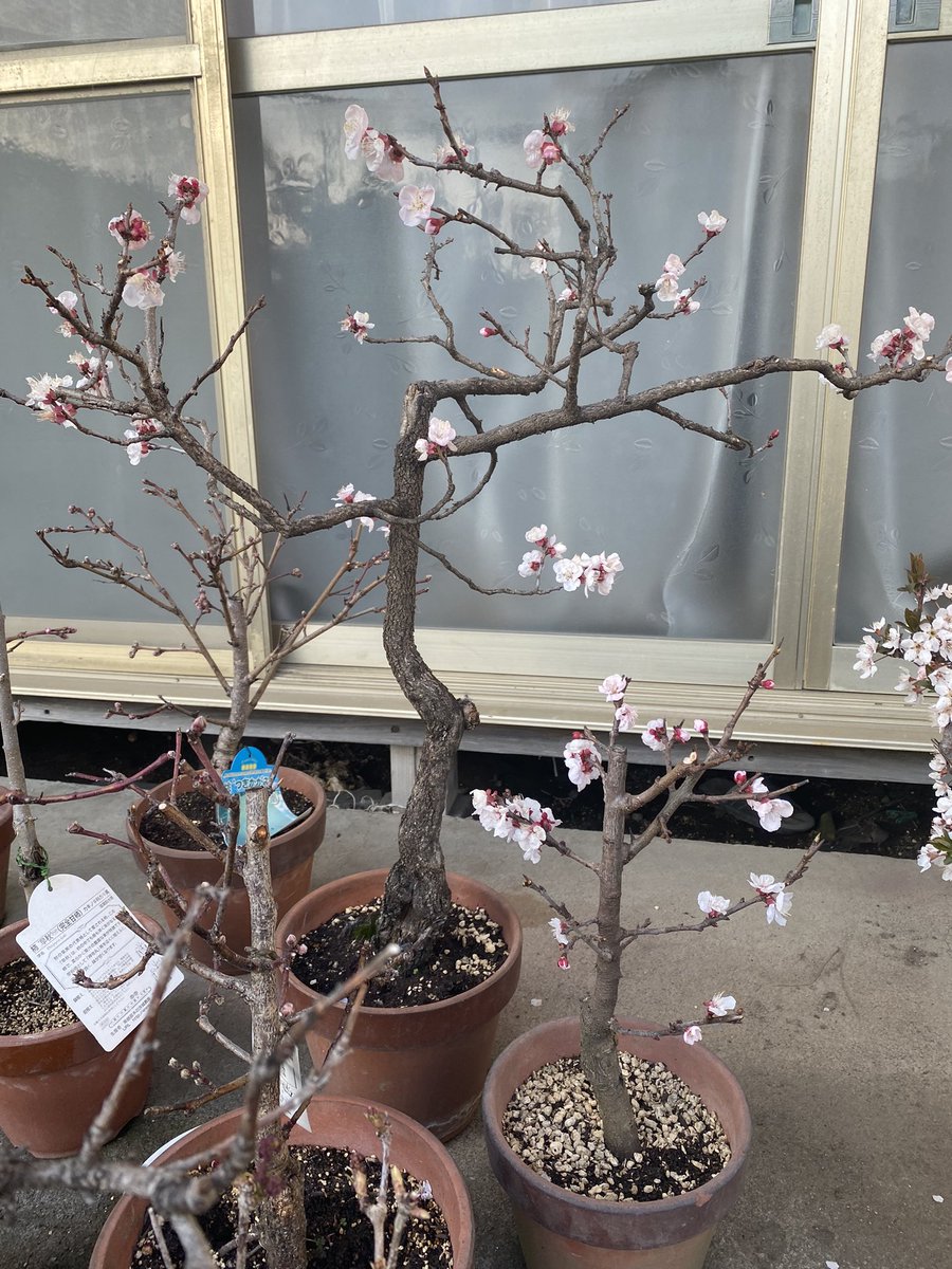 httpwildjupiter's tweet image. アンズとブラムも花盛り