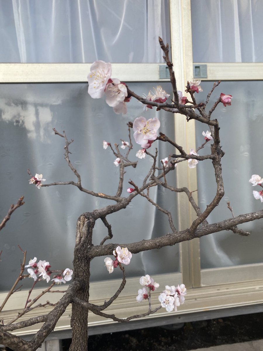 httpwildjupiter's tweet image. アンズとブラムも花盛り