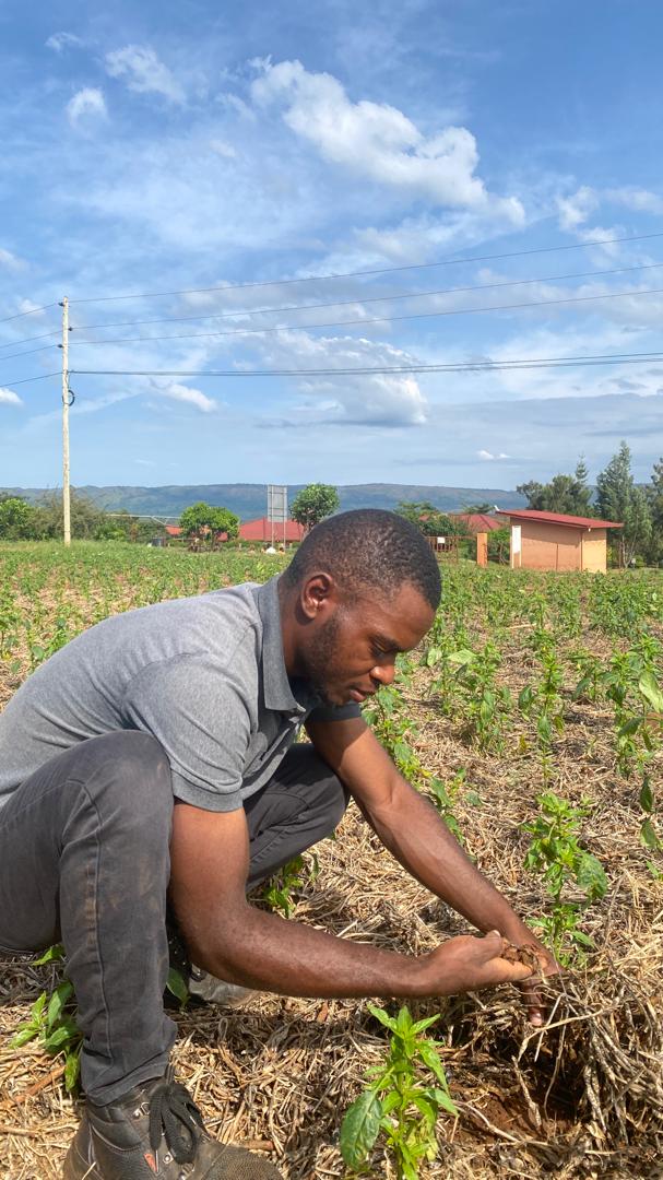 ignace_izere's tweet photo. In hot regions, mulching is recommended to avoid more water lost through evaporation. 

Myself feeling the soil moisture in the chili plot covered by mulch during sunny day. https://t.co/jTpBDdsLMB