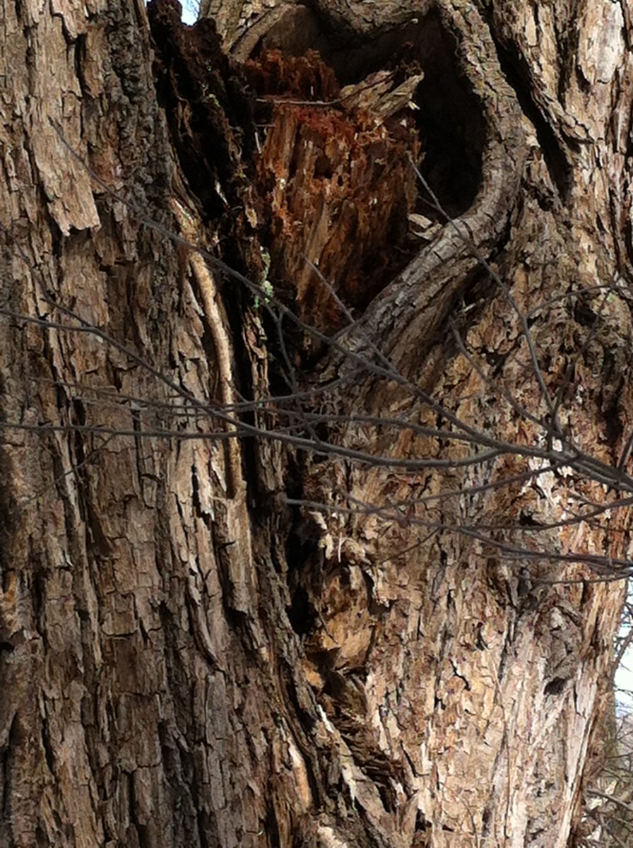 👋🏾😍Love finding #Hearts in unusual places #tree 🌳❥