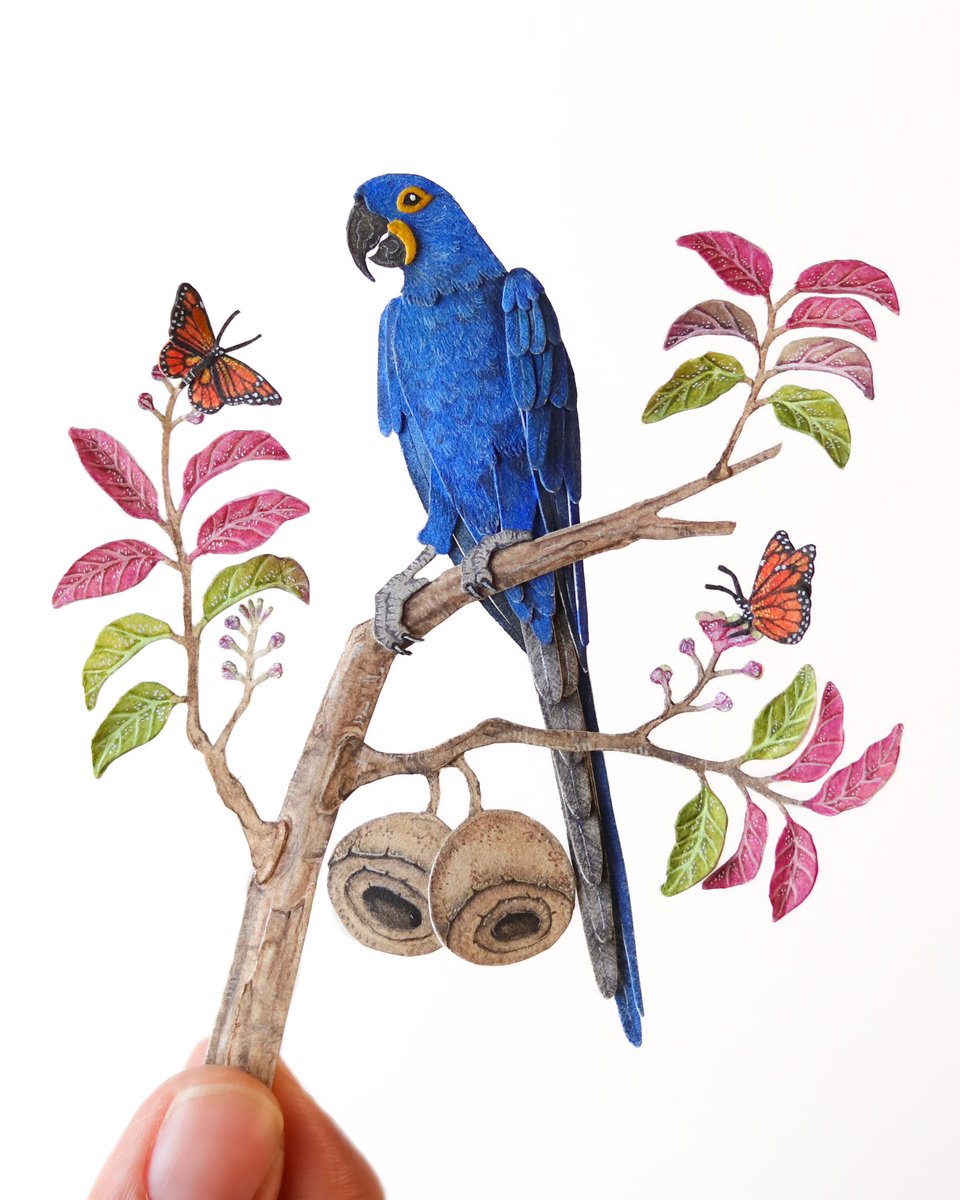 5/40 Hyacinth Macaw

Meet the largest of all the parrots “The Hyacinth Macaw” perched on a Lecythis pisonis also called the cream pot or monkey pot tree with beautiful monarch butterflies.