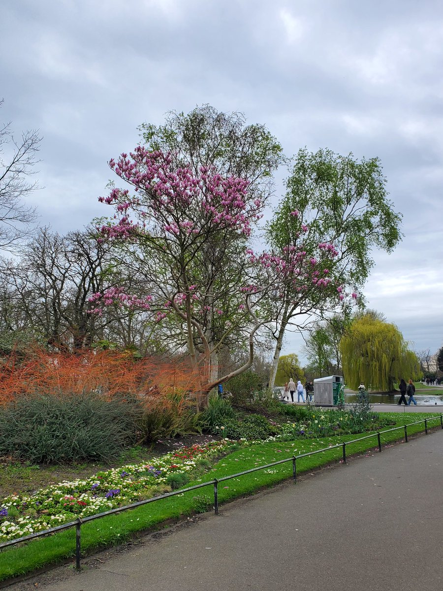 geekGirlRicha's tweet image. Spring blooms at regent park. 🌼🌻🌸🌹