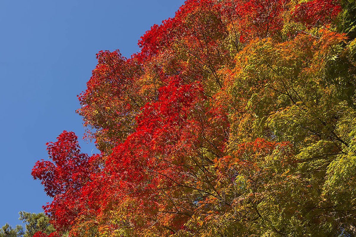 Niché dans un méandre de la rivière Hwachon au creux d’un écrin de falaises, le village d'Hahoe en #CoréeduSud reflète la culture confucéenne selon laquelle un village se nourrit à la fois physiquement et spirituellement des paysages alentour.

🖋&amp; 📷 : C. Migeon